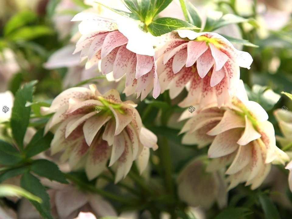 Ciemiernik wschodni Double Crown Rose Helleborus orientalis C2