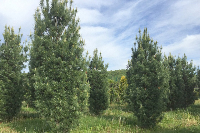 Sosna wejmutka Fastigiata Pinus strobus C5
