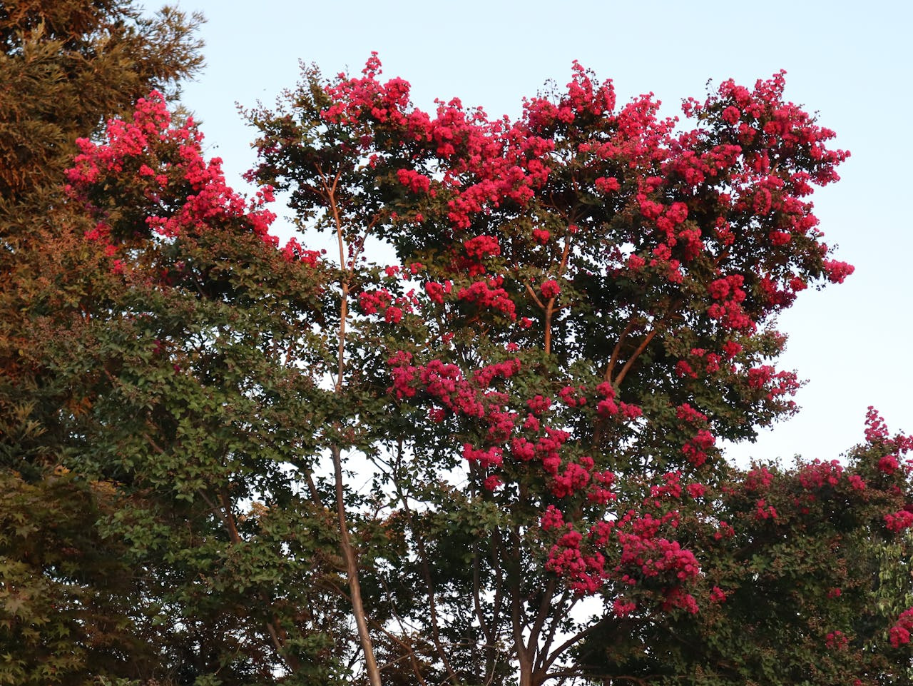 Lagerstroemia indyjska Enduring Red Lagerstroemia indica P9