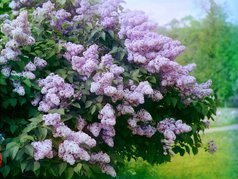 Lilak pospolity Michel Buchner Syringa vulgaris C2
