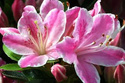 Azalia japońska Kermesina Rose Rhododendron obtusum C2