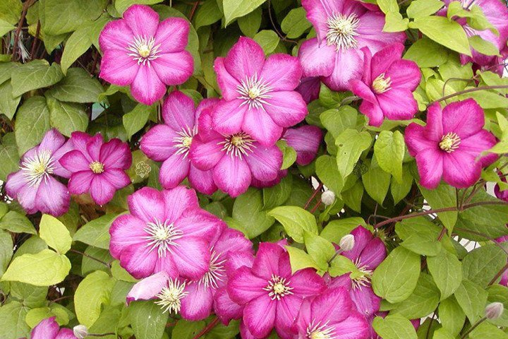 Powojnik Ville de Lyon Clematis C2