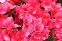 Azalia japońska Maraschino PBR Rhododendron obtusum C2