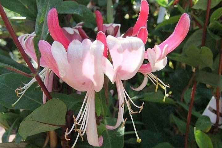 Wiciokrzew pomorski Serotina Lonicera periclymenum P9
