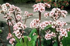 Bergenia Silberlicht Bergenia schmidtii C2