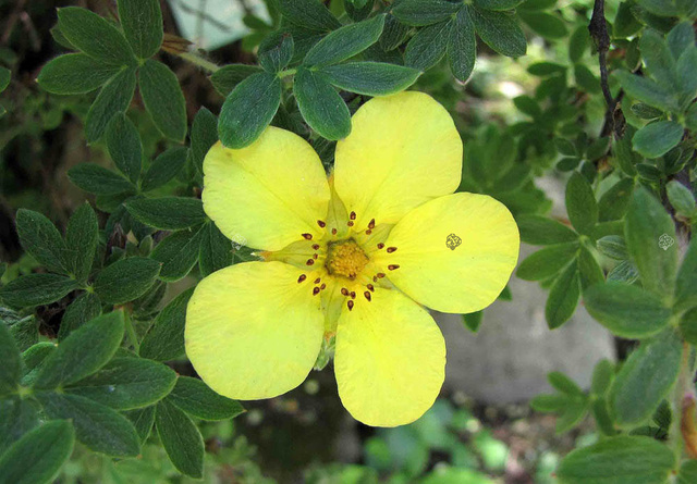 Pięciornik krzewiasty Longacre Potentilla fruticosa P9