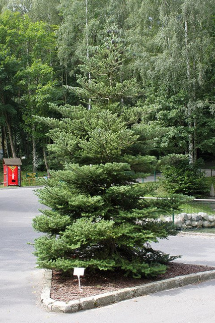 Jodła Koreańska Abies koreana