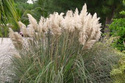 Trawa pampasowa Pumila Cortaderia selloana P9