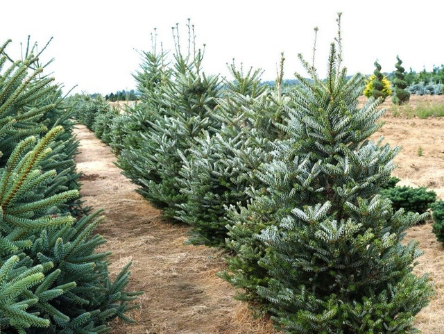 Jodła koreańska Silberlocke Abies koreana C5
