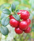 Żurawina wielkoowocowa Macro Hoves Vaccinium macrocarpon C1,5
