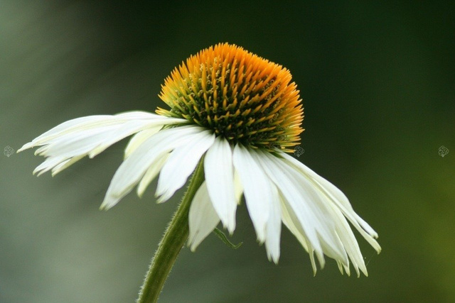 Jeżówka purpurowa Alba Echinacea purpurea