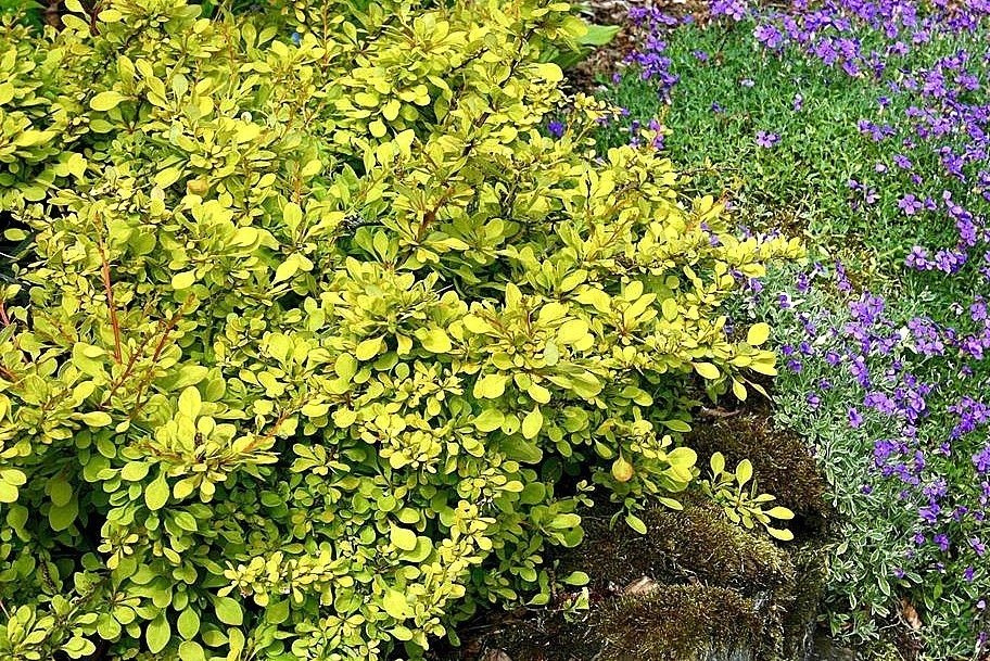 Berberys Thunberga Aurea Berberis thunbergii P9