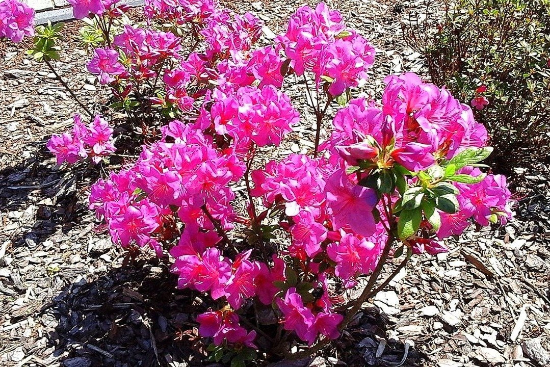 Azalia japońska Rubinstern Rhododendron obtusum C2