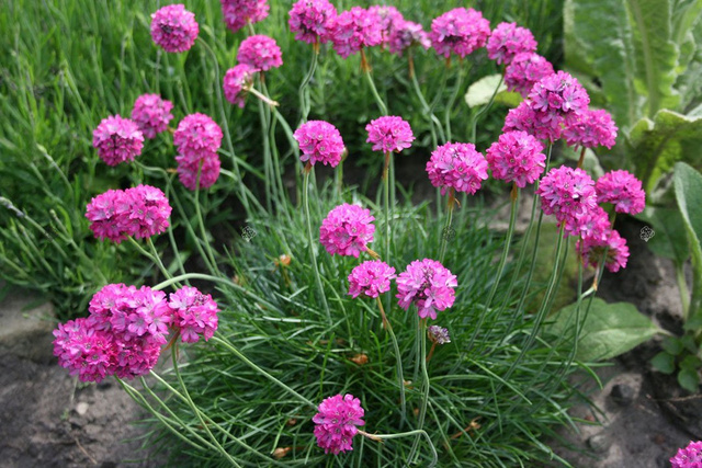 Zawciąg pospolity Splendens Perfecta Armeria martima P9