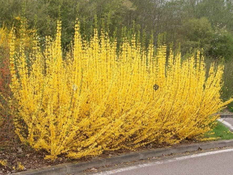 Forsycja pośrednia Minigold Forsythia intermedia C2