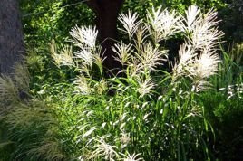 Miskant chiński Graziella Miscanthus sinensis P9