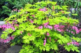 Serduszka okazałe Gold Heart PBR Dicentra spectabilis C3