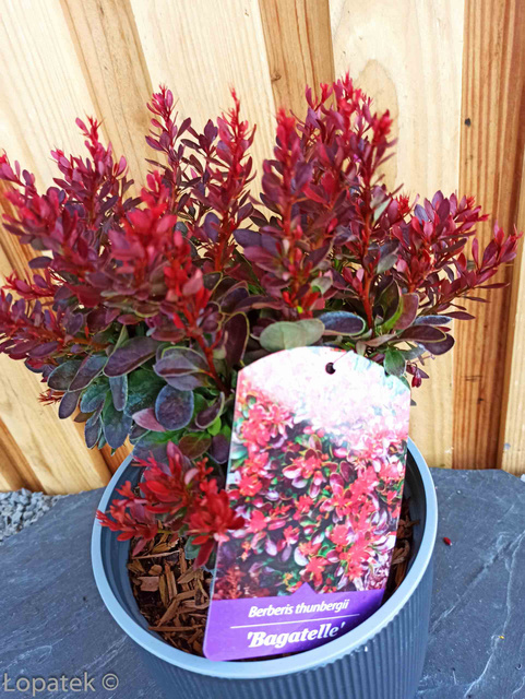 Berberys Thunberga Bagatelle Berberis thunbergii C2