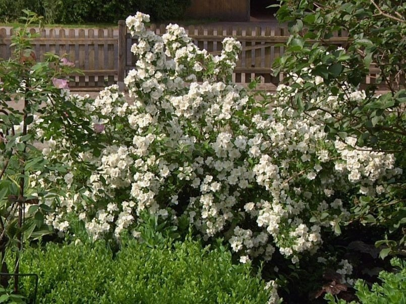 Jaśminowiec Dame Blanche Philadelphus C2