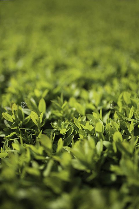 Ligustr pospolity Atrovirens Ligustrum vulgare C2