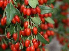Jagoda Goji Sweet Lifeberry PBR Lycium barbarum P9