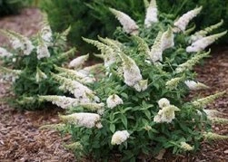 Budleja Rocketstar Snow PBR Buddleja C3