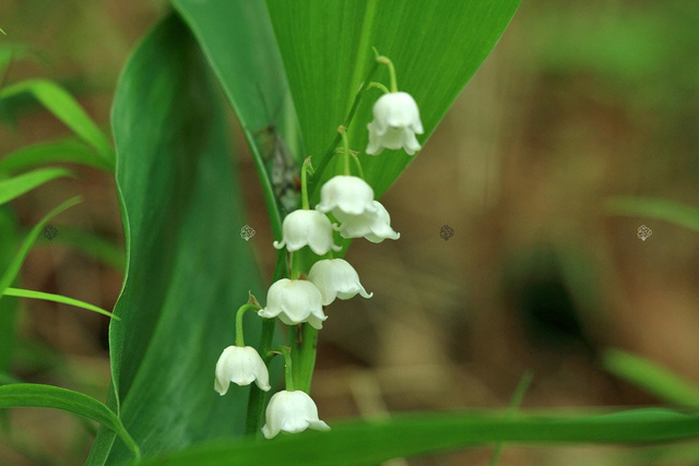 Konwalia majowa Convallaria majalis P9
