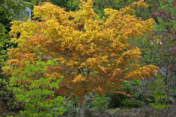 Klon palmowy Katsura Acer palmatum