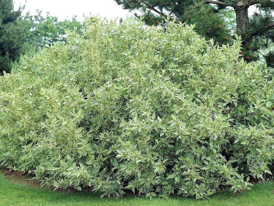 Dereń rozłogowy White Gold Cornus sericea C3