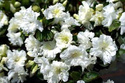 Azalia japońska Eisprinzessin PBR Rhododendron obtusum C2