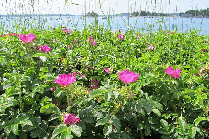 Róża pomarszczona Rosa rugosa C2