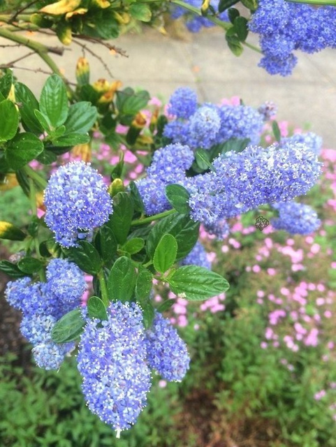 Prusznik Victoria Ceanothus P9