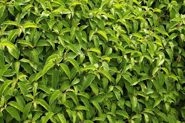 Dereń rozłogowy Kelseyi Cornus sericea  C2