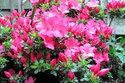 Azalia japońska Anouk Rhododendron obtusum C2