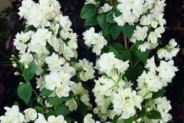 Jaśminowiec Girandole Philadelphus P9