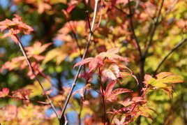 Klon palmowy Deshojo Acer palmatum C7,5
