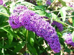 Budleja Davida Purple Emperor PBR Buddleja davidii C2