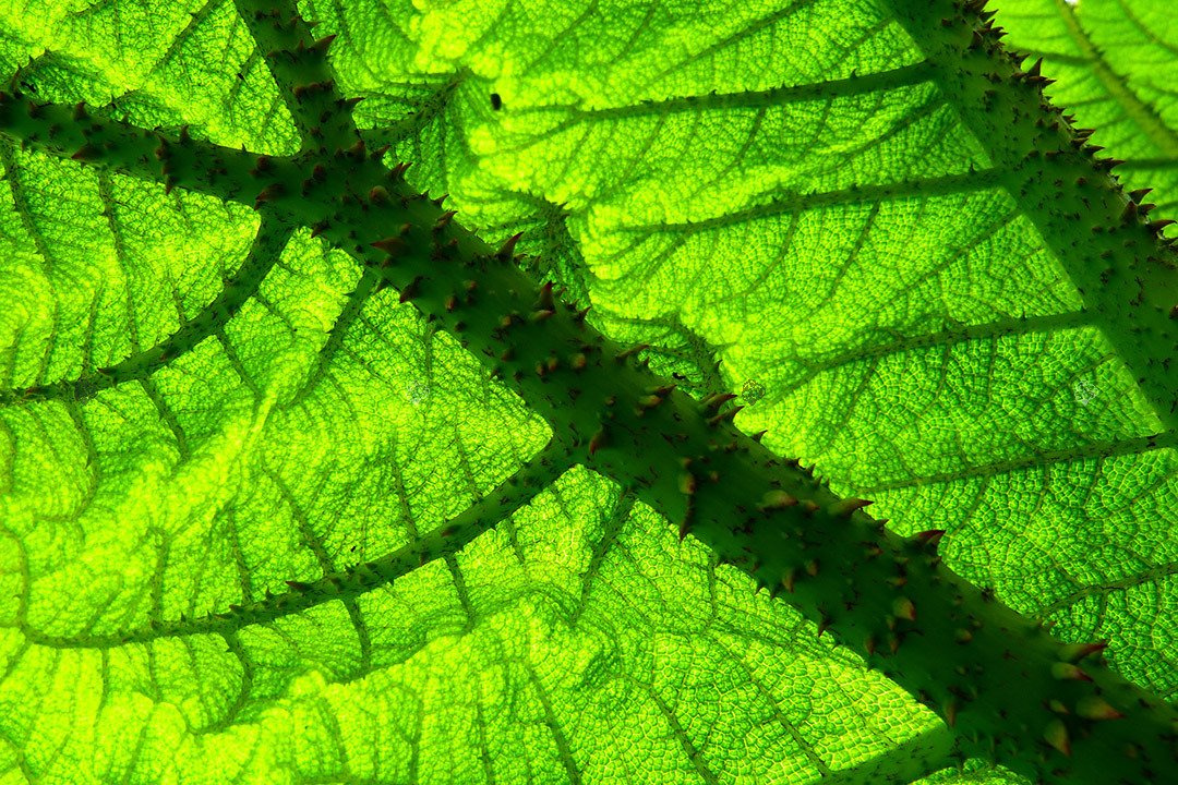 Gunnera olbrzymia Gunnera manicata P11