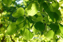 Lipa drobnolistna Tilia cordata