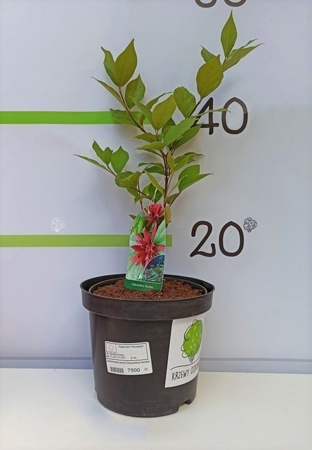 Kielichowiec wonny Calycanthus floridus C2