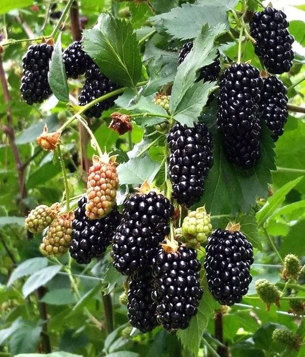 Jeżyna bezkolcowa Black Butte Rubus fruticosus C5