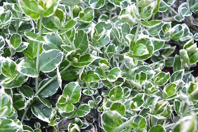 Trzmielina Fortune'a Emerald Gaiety Euonymus fortunei C2