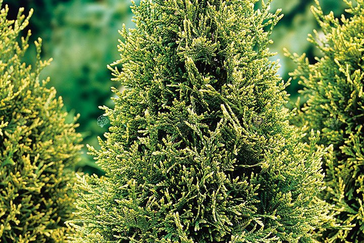 Tuja Brabant Gold Thuja occidentalis Golden Brabant PBR C5