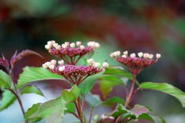 Kalina Sargenta Onondaga Viburnum sargentii P9