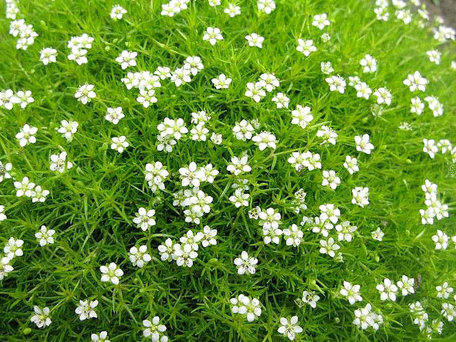Karmnik ościsty Lime Moss Sagina subulata P9