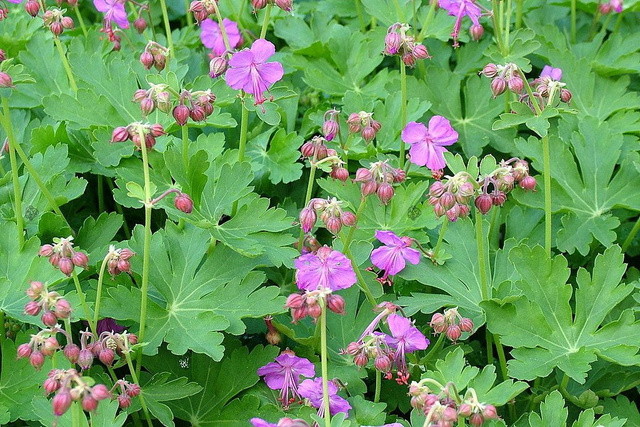 Bodziszek korzeniasty Geranium macrorrhizum P9