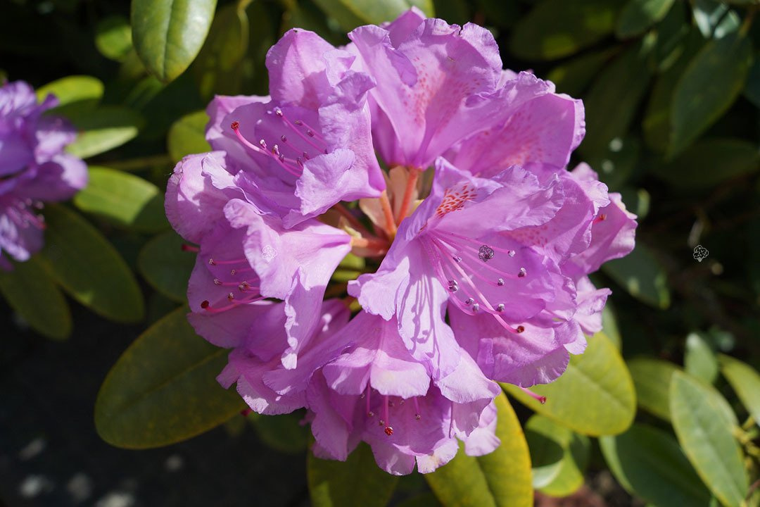 Różanecznik katawbijski Grandiflorum Rhododendron catawbiense C2