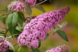 Budleja Davida Pink Delight Buddleja davidii C2