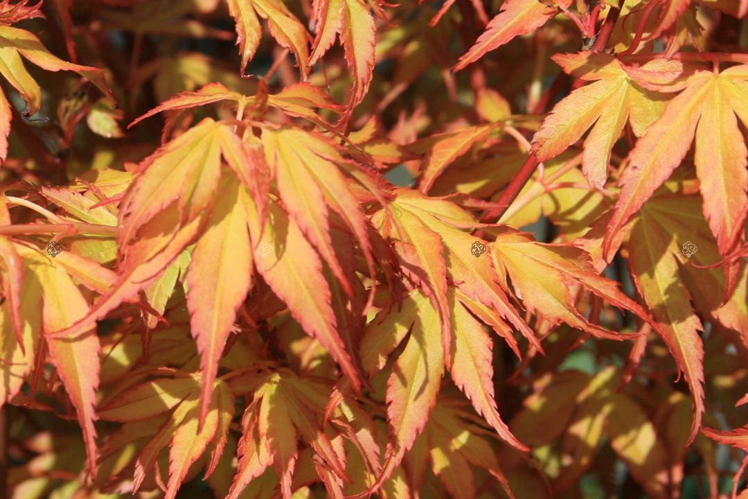 Klon palmowy Katsura Acer palmatum C7,5