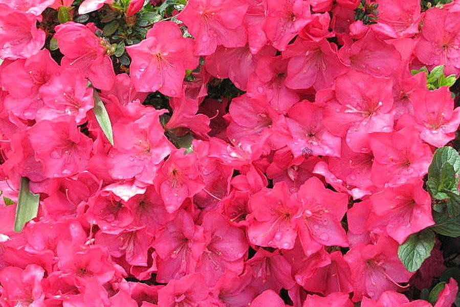 Azalia japońska Anouk Rhododendron obtusum C2